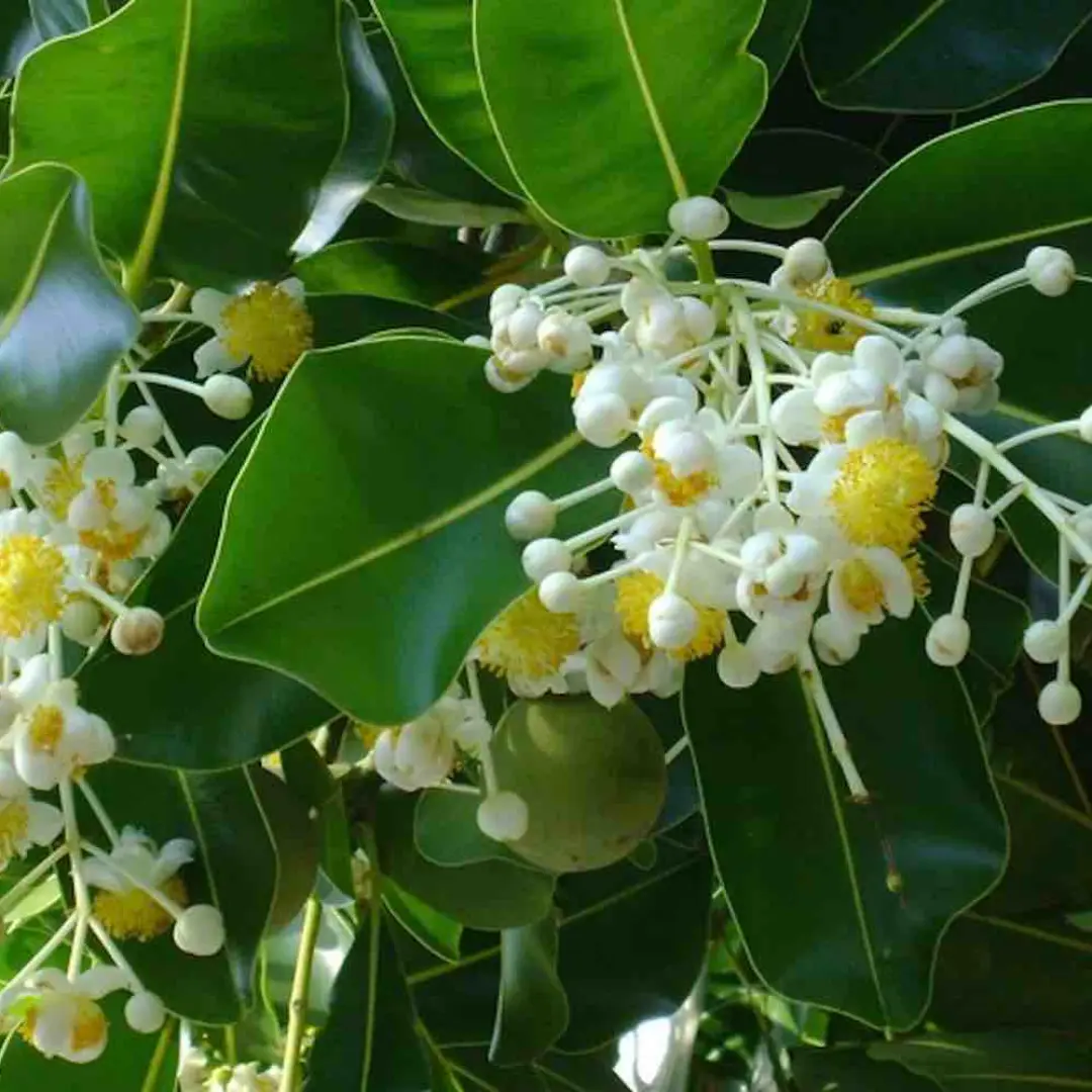 Huile végétale calophylle inophyle