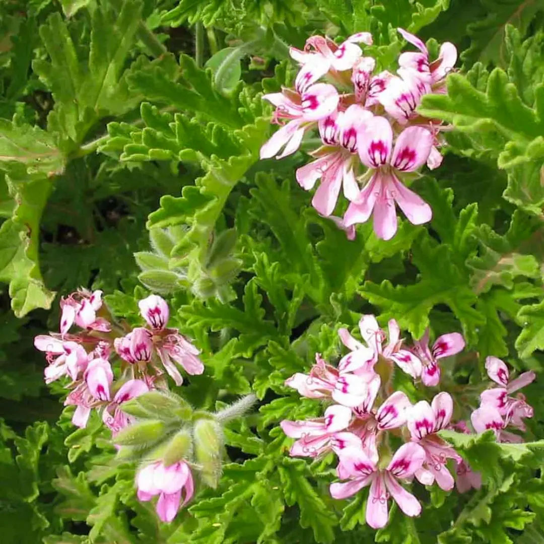 Huile De Fleur de pelargonium graveolens